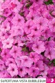 Supertunia™ VISTA™ Bubblegum
