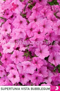 Supertunia™ VISTA™ Bubblegum