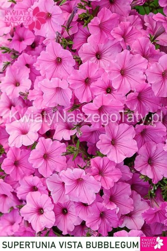 Supertunia™ VISTA™ Bubblegum