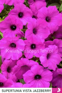 Supertunia™ VISTA™ Jazberry