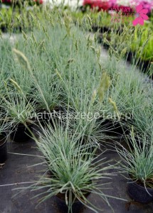 Trawa Kostrzewa sina