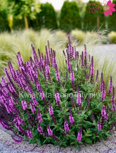 Szałwia omszona, różowa, Memorosa Sensation Medium Deep Rose