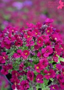 Żagwin ciemny róż Axcent Burgundy 