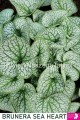 Brunera Sea Heart