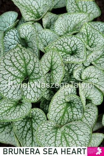 Brunera Sea Heart