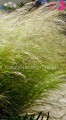 Trawa Stipa, Koński Ogon ( Pony tails )