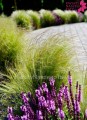 Trawa Stipa, Koński Ogon ( Pony tails )