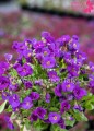 Żagwin fioletowy Axcent Deep Purple