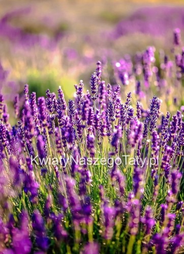 Lawenda Essence Purple