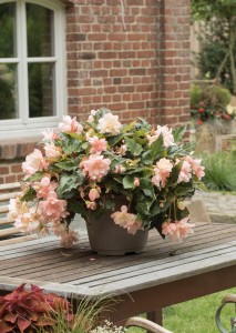 Begonia Hybrida I'CONIA Miss Montreal