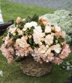 Begonia Hybrida I CONIA Miss Montreal