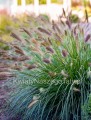 Trawa Rozplenica Japońska Red Head (Pennisetum Alopecuroides)