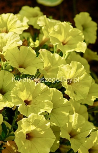 Supertunia™ MiniVista™ Yellow