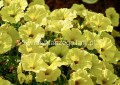 Supertunia™ MiniVista™ Yellow