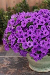 Supertunia™ MiniVista™  Blue Violet 