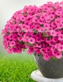 Supertunia™ MiniVista™  Hot Pink