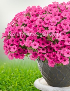 Supertunia™ MiniVista™  Hot Pink