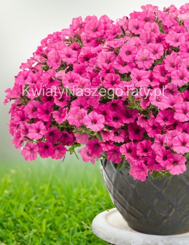 Supertunia™ MiniVista™  Hot Pink