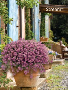 Lobularia Rasberry stream różowa