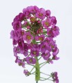 Lobularia Rasberry stream różowa
