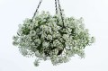 Lobularia Snow White biała