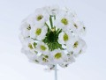 Lobularia Snow White biała