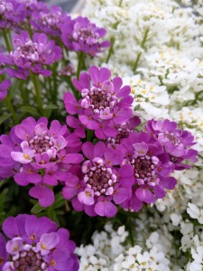 Ubiorek Wiecznie Zielony kolor ciemny róż