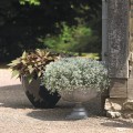 Euphorbia Star Dust White