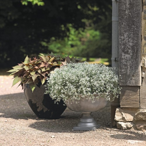 Euphorbia Star Dust White