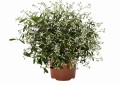 Euphorbia Star Dust White