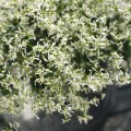 Euphorbia Star Dust White