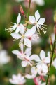 Gaura Flamingo Snow