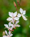Gaura Flamingo Snow