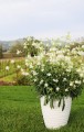 Gaura Flamingo Snow