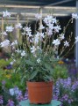 Gaura Flamingo Snow