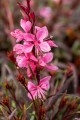 Gaura Graceful Pink