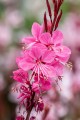 Gaura Graceful Pink