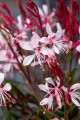 Gaura Graceful Light Pink