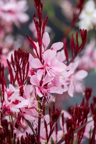 Gaura Graceful Light Pink