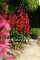 Lobelia Speciosa Scarlet
