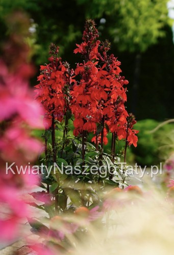 Lobelia Speciosa Scarlet