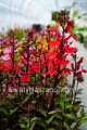 Lobelia Speciosa Scarlet