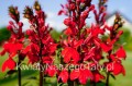 Lobelia Speciosa Scarlet