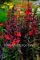 Lobelia Speciosa Scarlet