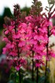 Lobelia Speciosa Rose