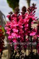 Lobelia Speciosa Rose