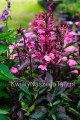 Lobelia Speciosa Rose