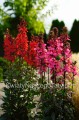 Lobelia Speciosa Rose