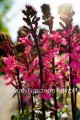 Lobelia Speciosa Rose