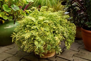 Wielosił błękitny Gold Feathers